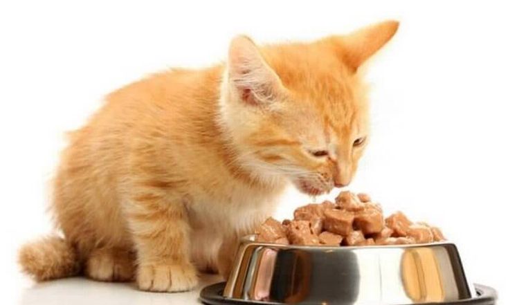 El gatito come alimento húmedo