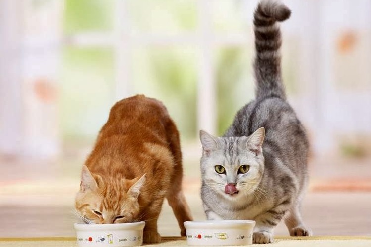 Los gatos comen de los cuencos