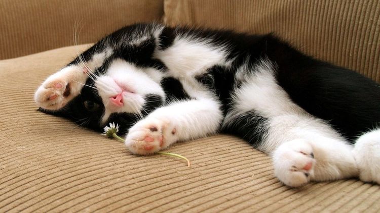 Gato blanco y negro en el sofá