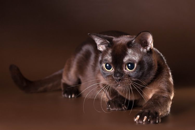 Gato hermoso