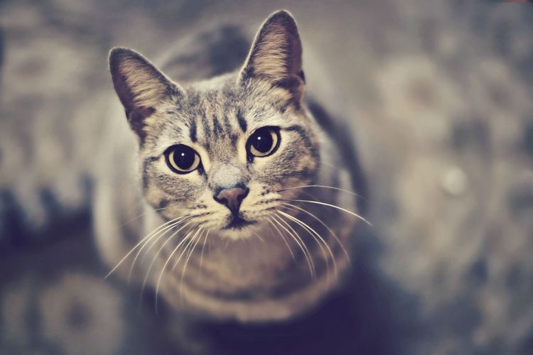 El gato pide comida