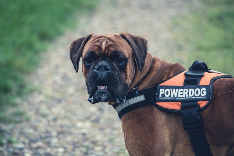 El perro espera a su dueño