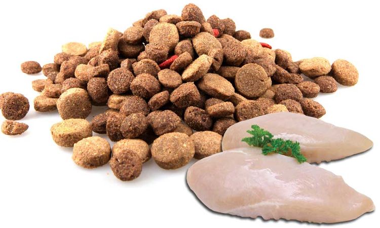 Pollo y alimento seco para perros