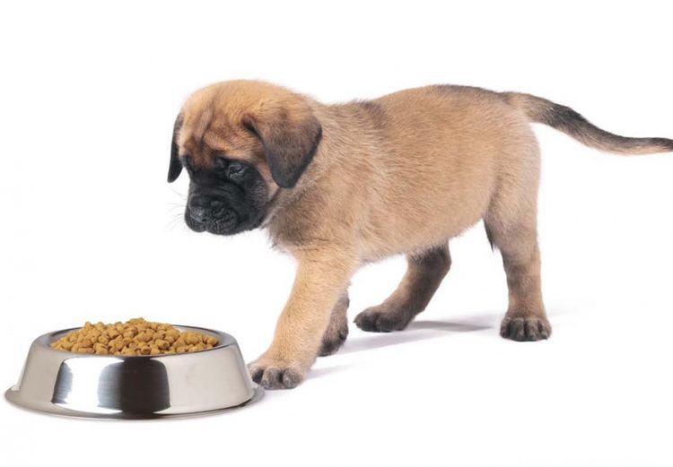 Cachorro y cuenco de pienso seco