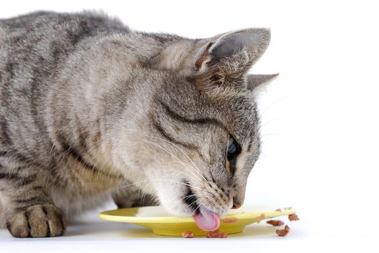 El gato come con apetito