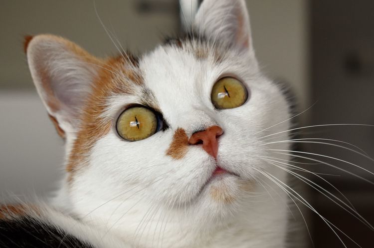 Gato tricolor