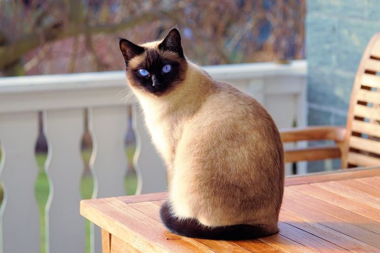 La gata siamesa está sentada en un banco.