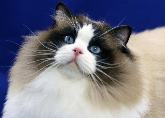 Gato peludo posando