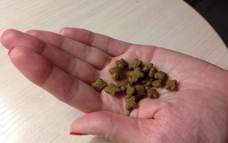 Gránulos del alimento seco Now para perros