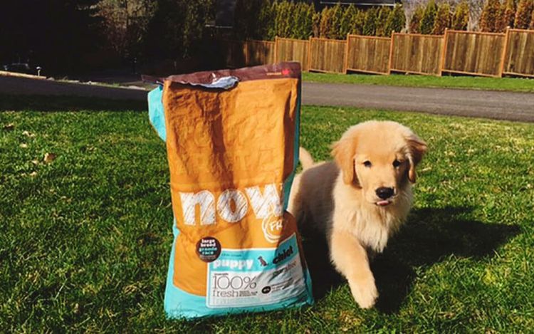Bolsa de alimento Now y cachorro