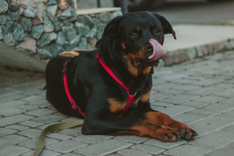 Schwarzer Rottweiler