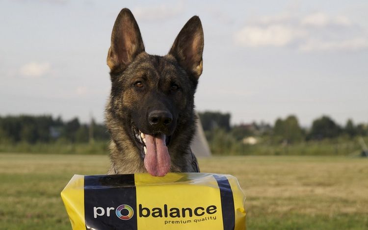Schäferhund und Futter