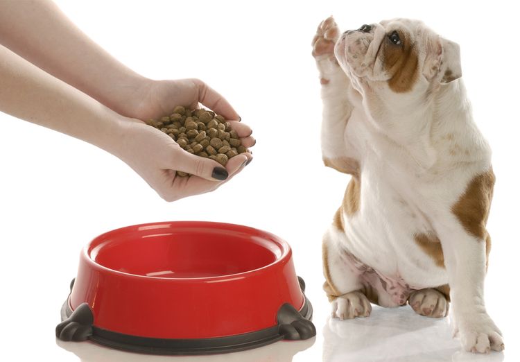 El perro pide alimento seco