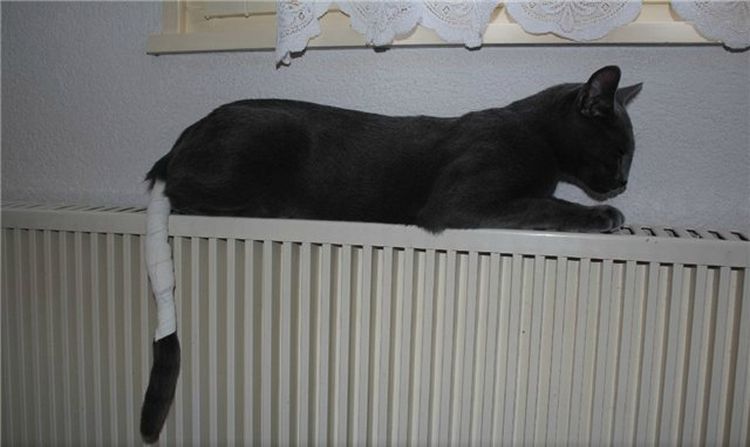 Gato con la cola vendada
