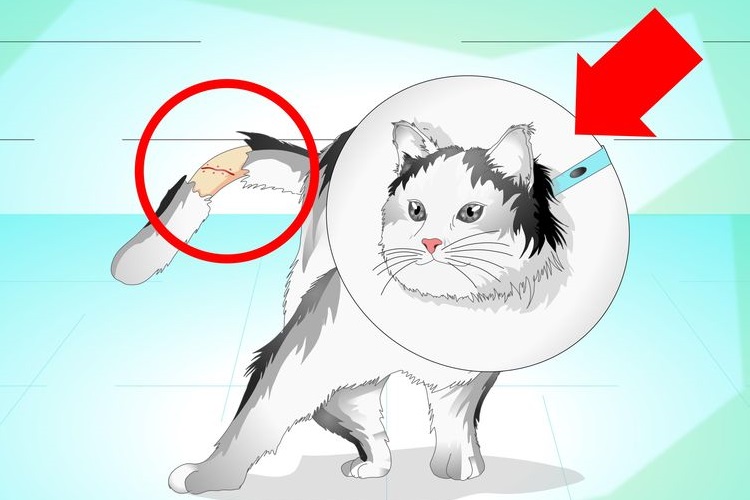 Imagen de un gato con la cola rota