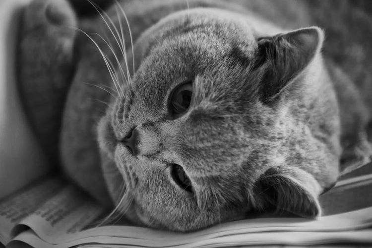 Gato triste