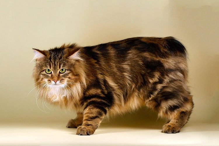 Der Kurilen-Bobtail kostet