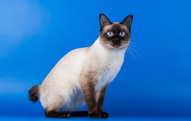 Schwanzlose Katze einer hybriden Rasse