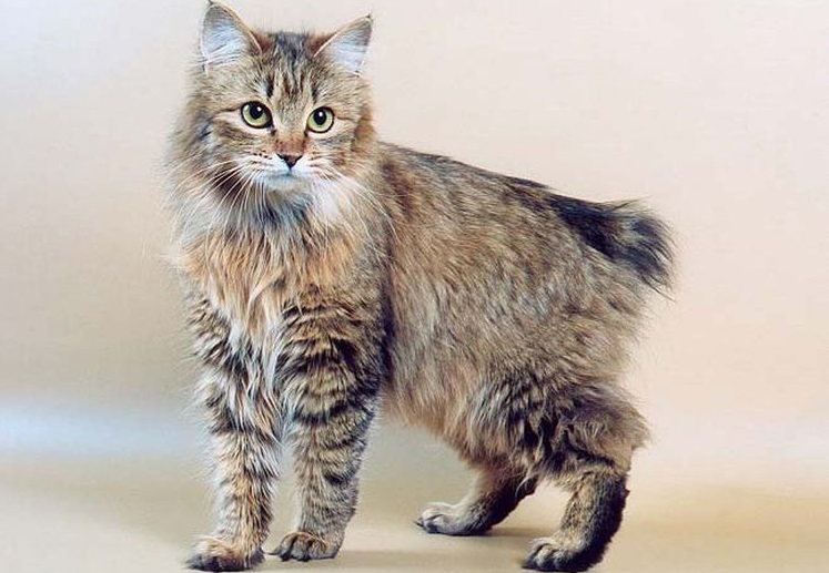 Der Bobtail kostet