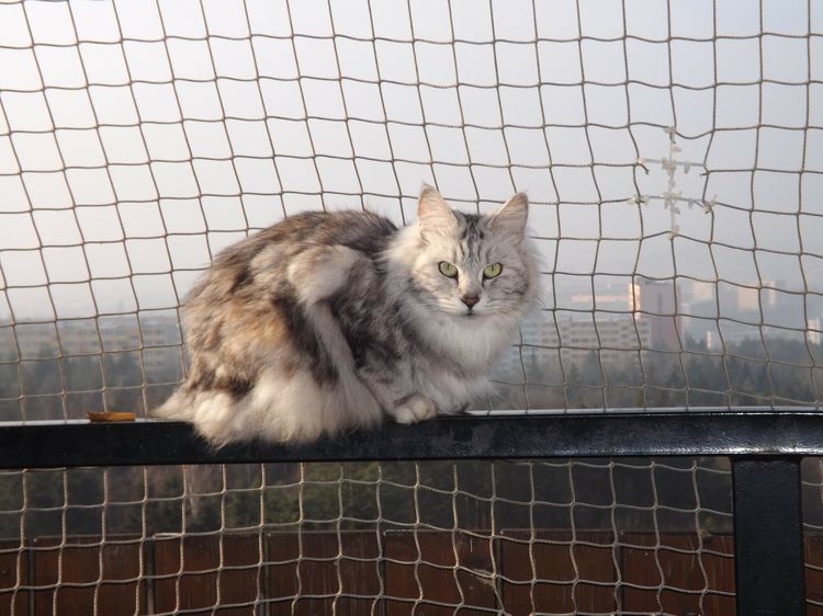 Bobtail de Kuril