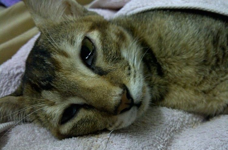 Leucemia en el gato