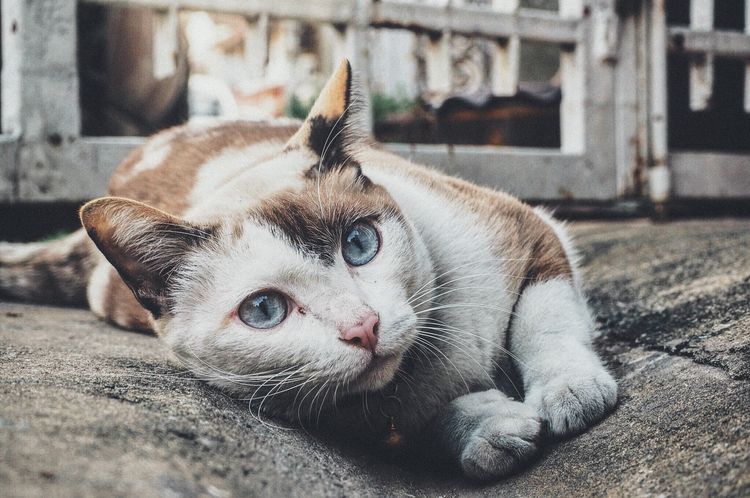 Leucemia en el gato
