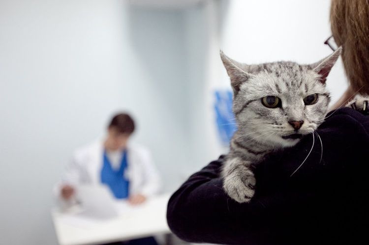 Gata en la clínica veterinaria