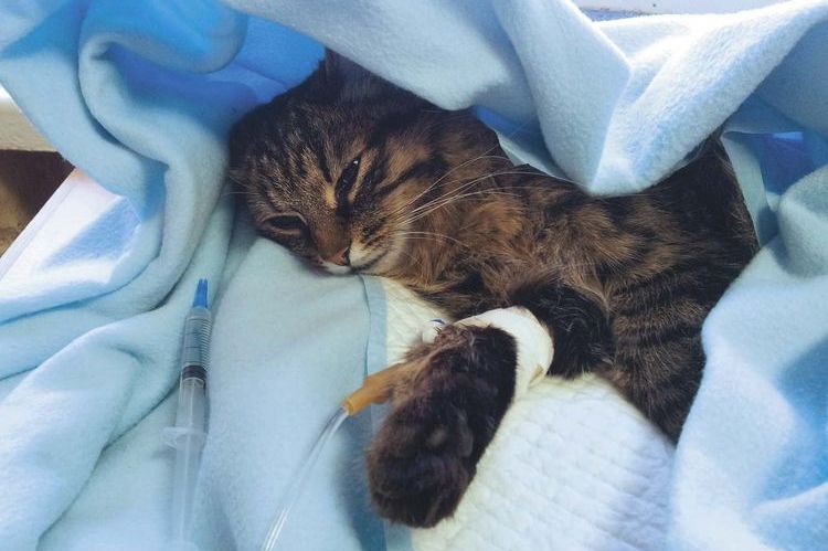 Radioterapia en gatos