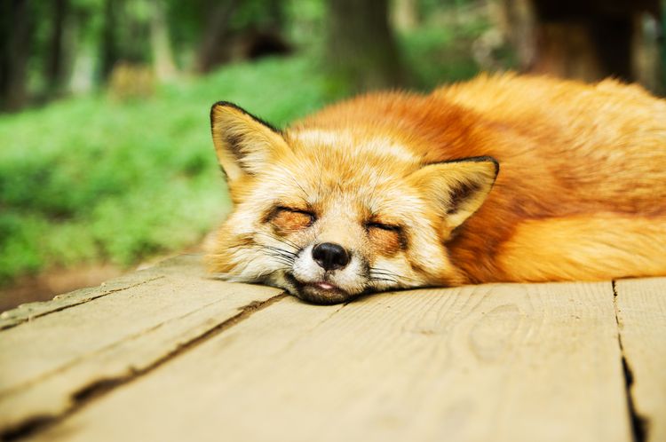 Zorro durmiendo