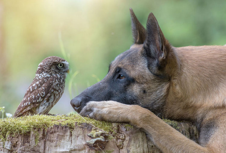 perro Malinois