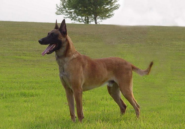 estándar Malinois