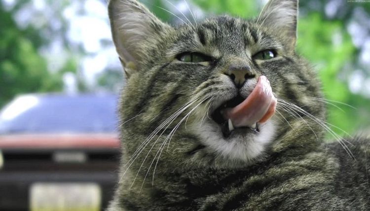 El gato se lame