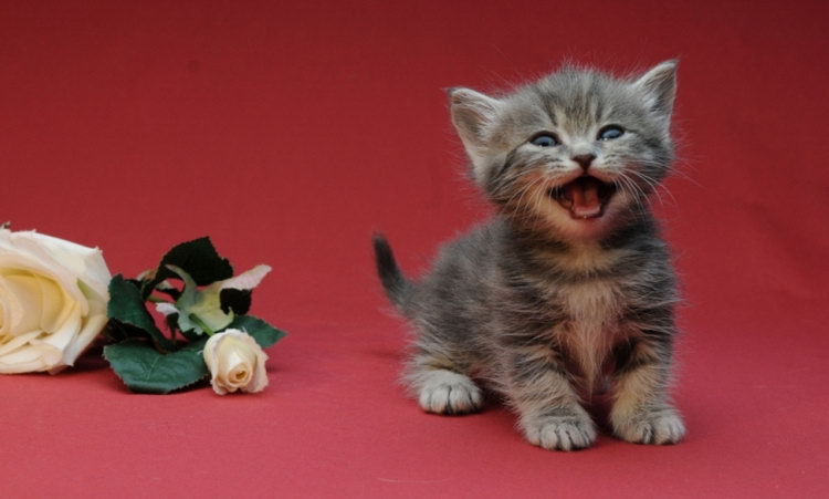 Gatito Napoleón