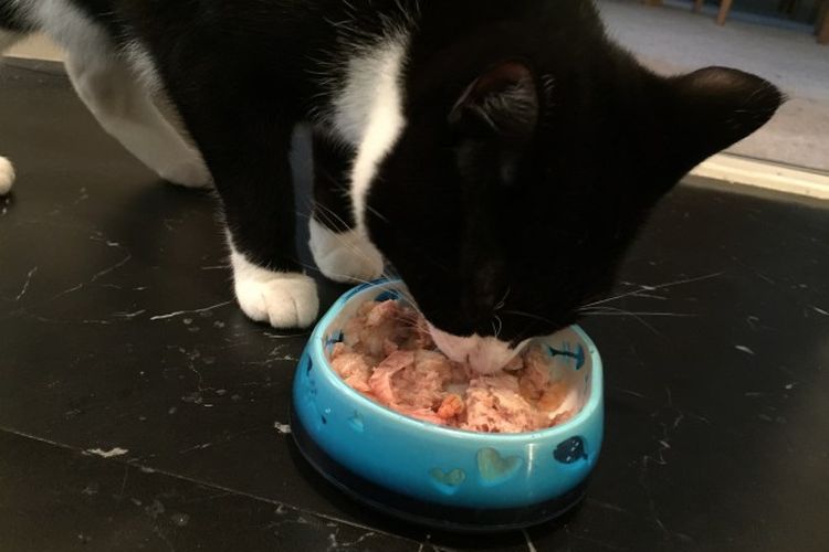 Un gato come alimentos enlatados Mnyams