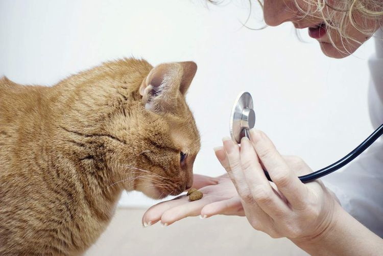 La gata y el veterinario