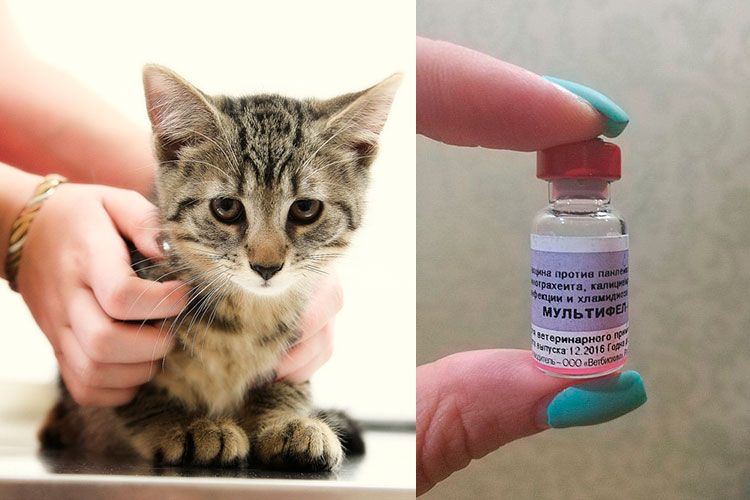 Multifel 4 für Katzen