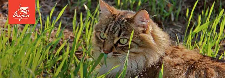 La gata está tumbada en la hierba
