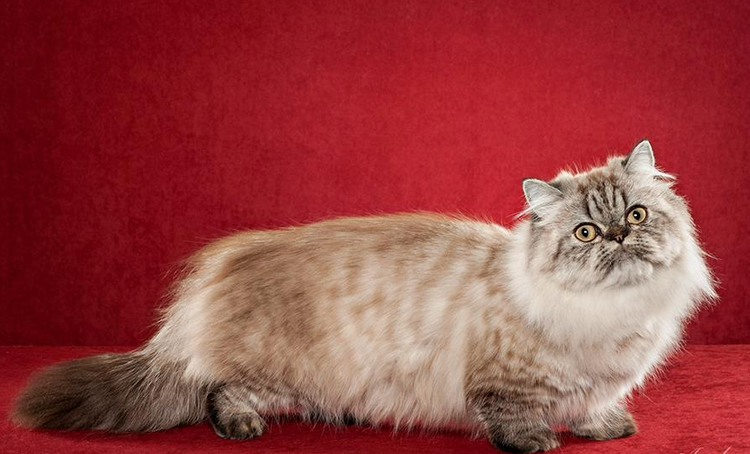 gato de la raza napoleón