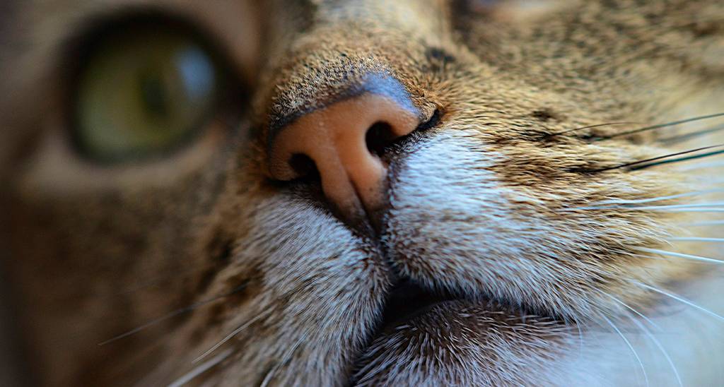 la nariz del gato