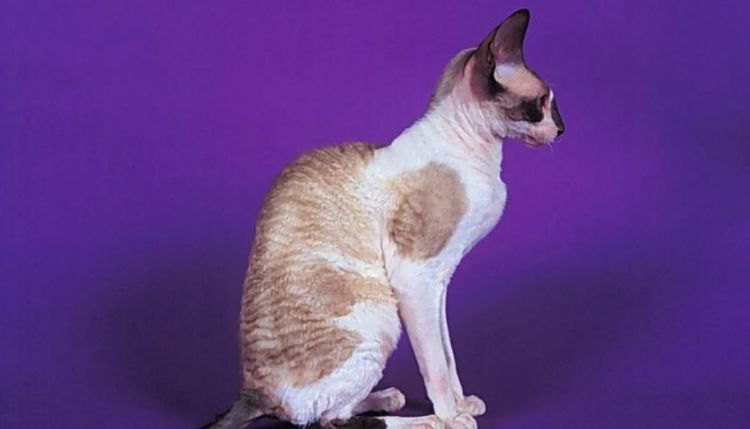 Esfinge Borzoi de Pskov