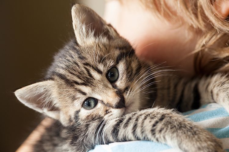 Gatito pequeño