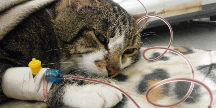 Suero intravenoso para el gato