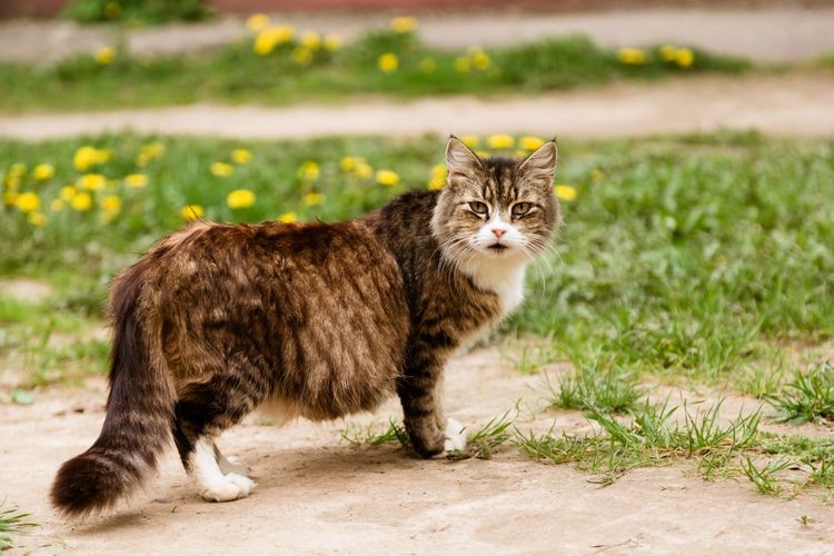 El gato pasea al aire libre