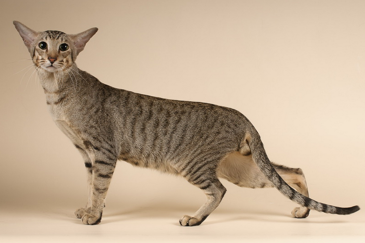 Gato oriental
