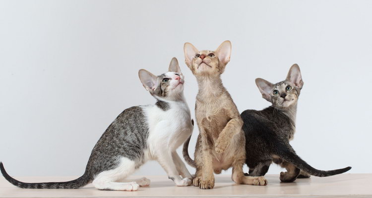 Gatos orientales