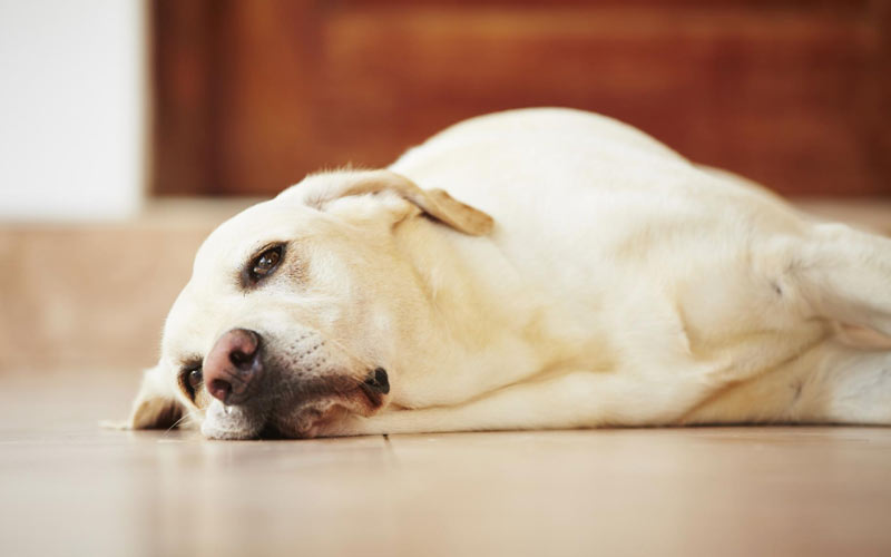 Edema pulmonar en perros: causas, diagnóstico, tratamiento