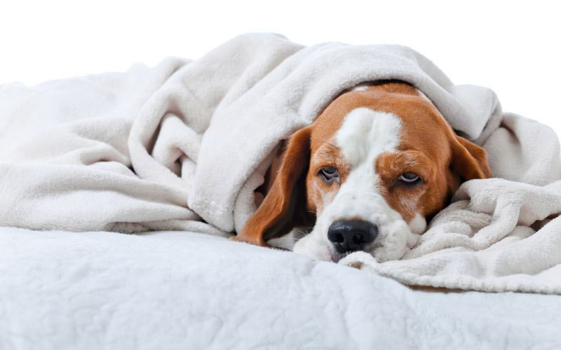 Causas y diagnóstico del edema pulmonar en un perro