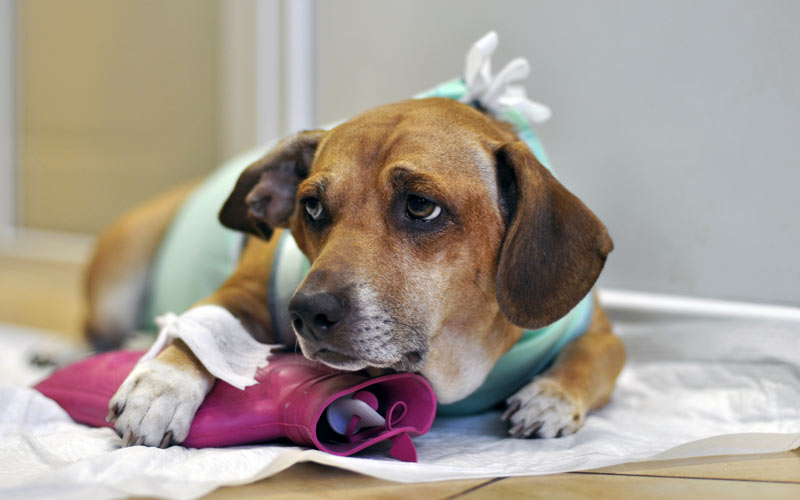 Tratamiento del edema pulmonar en perros - período de recuperación