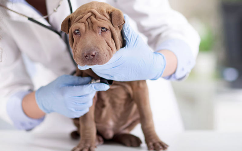 Edema pulmonar en perros - diagnóstico