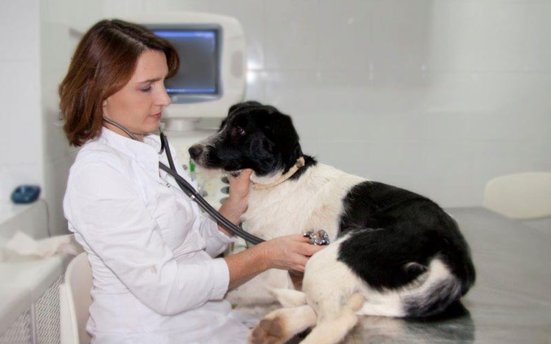 Lo que hay que saber sobre el edema pulmonar en perros